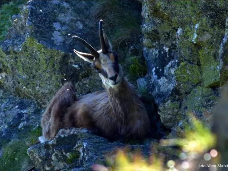 zwierzęta w Tatrach jakie spotkasz na szlaku